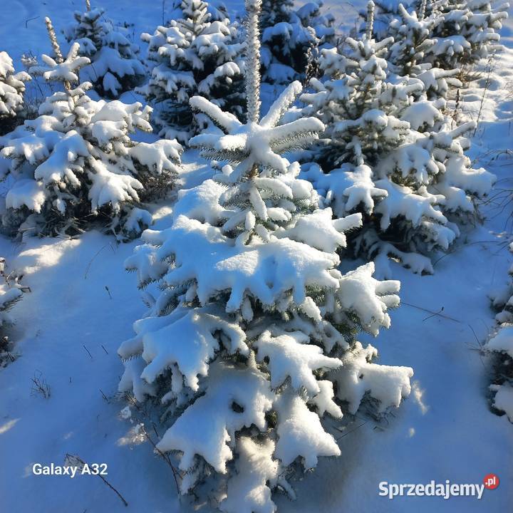 Choinki na Boże Narodzenie 2025 Poznań i DARMOWA