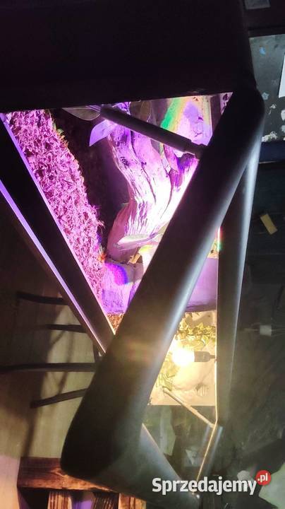 3 węże terrarium Zwierzęta śląskie