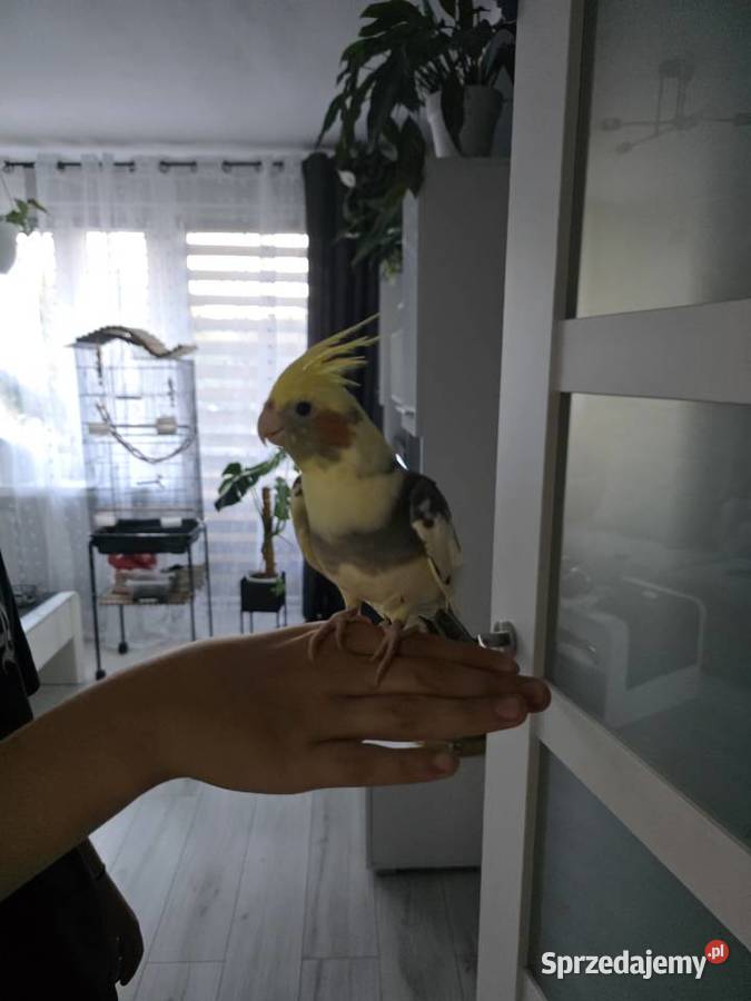 Sprzedam nimfę z klatką Oświęcim sprzedam