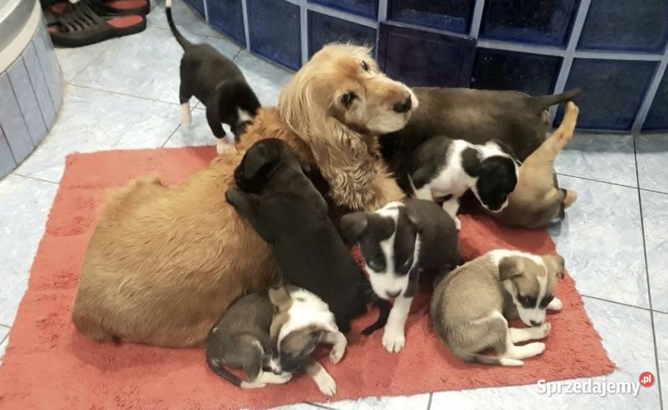 Hotel psów Dawidy Bankowe usługa dla zwierząt