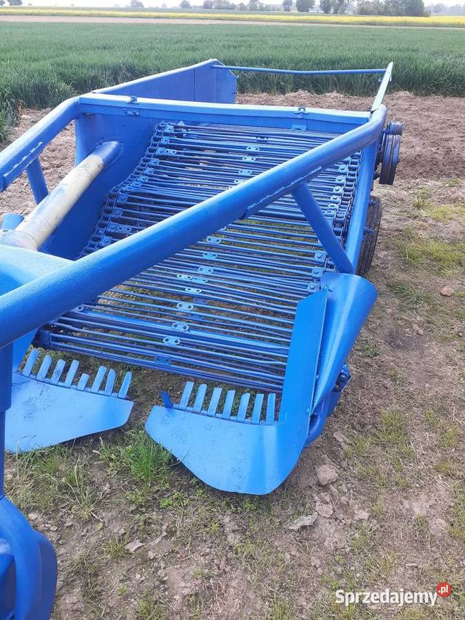 Kopaczka nieuszkodzony Bzowiec