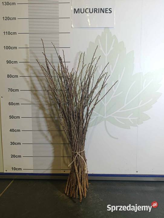 Zrazysztobry agrestu do szczepienia na RYBES Stary Pożóg