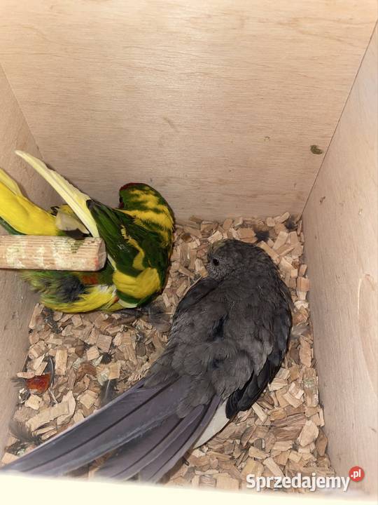 Modrolotki czerwonoczelnekozie ręcznie karmione Wodzisław Śląski sprzedam