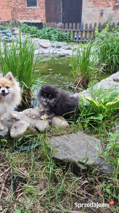 Szpic miniaturowy pomeranian malutki sprzedam