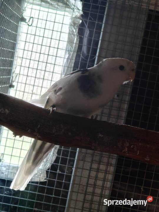 Rozella królewska szek para wielkopolskie