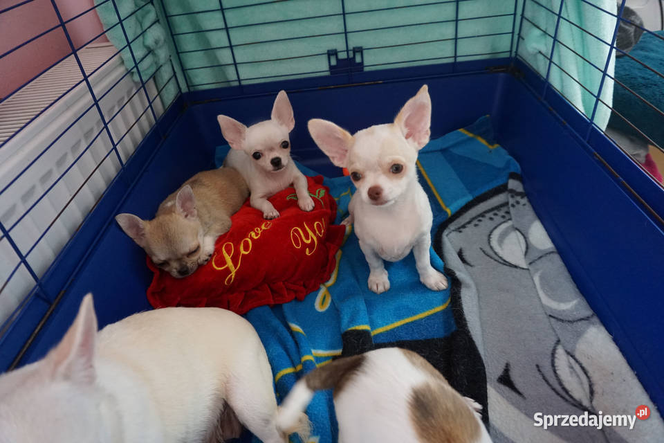 Słodziutki chłopczyk lilak Związek Kynologiczny Chihuahua Dobre Miasto