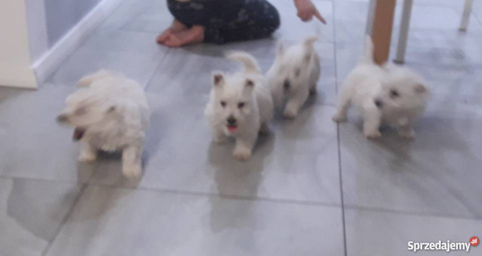West Highland White Terrier Psy Mszczyczyn