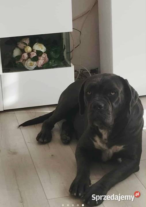 Suczka błękitna Cane Corso z rodowodem sprzedam