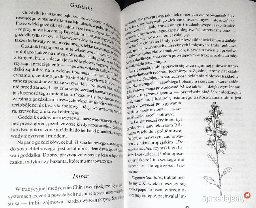 Zielona czarownica Zielnik współczesnej kobiety Chełm