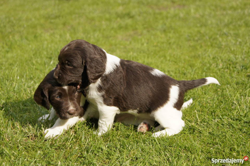 Mały Mnsterlnder Barlinek