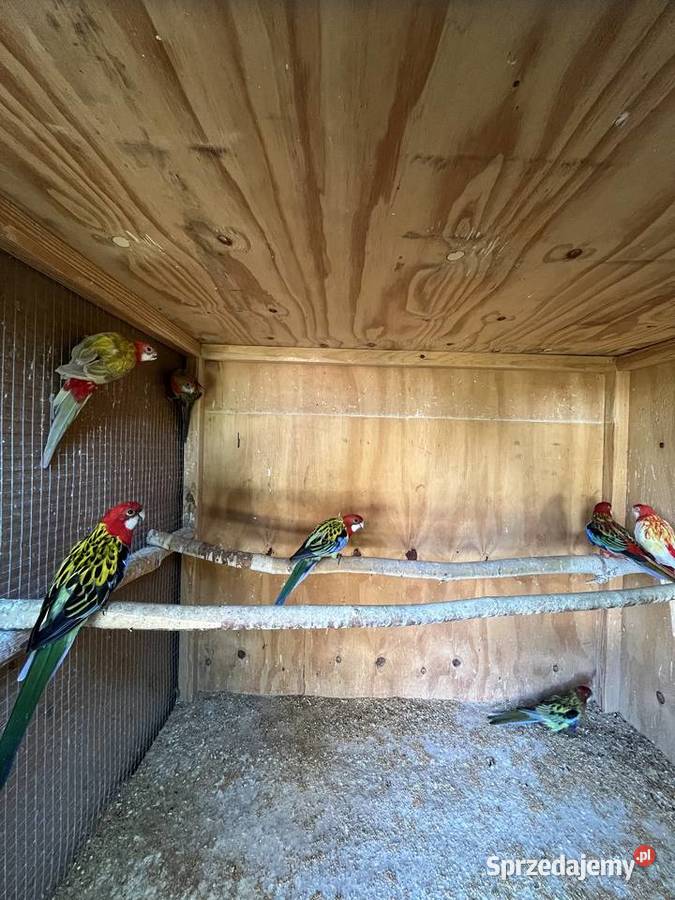 Rozelle białolice pary lęgowe i młode Chomentów-Puszcz