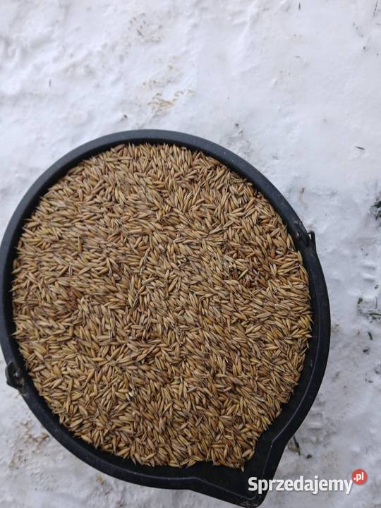 Owies jary warmińsko-mazurskie Chojnik