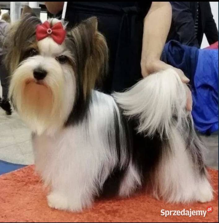 Suczki Biewer Yorkshire Terrier FCI ZKwP Głuszyca