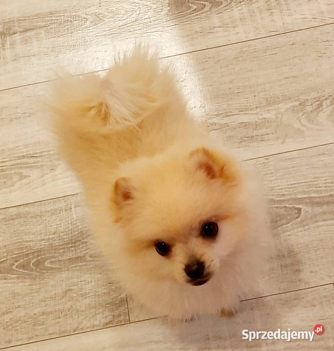 Przepiękne niedźwiadki rasy pomeranian Radom