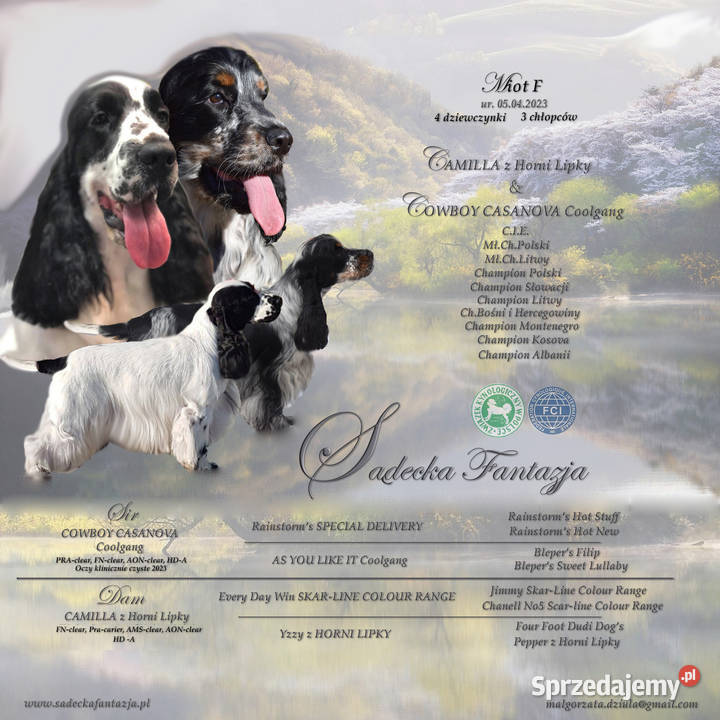 Cocker Spaniel Angielski Sczenięta FCI Niebiesko małopolskie
