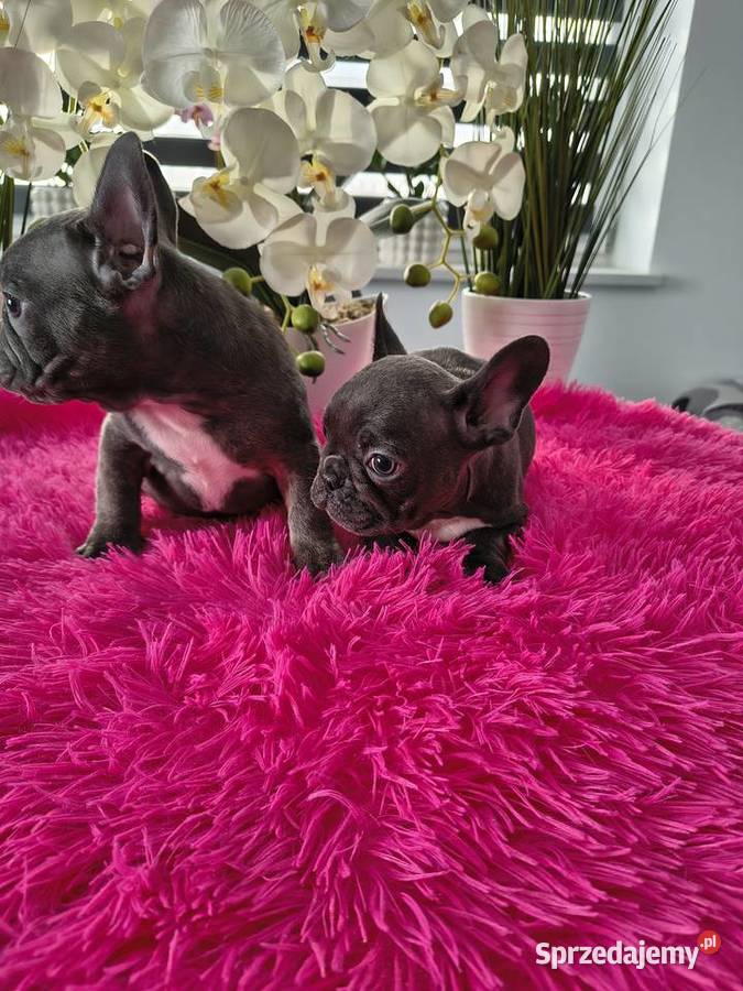 Buldogi francuskie niebieskie