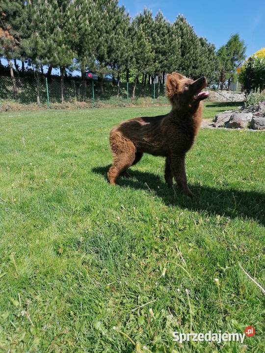 Owczarek niemiecki długowłosy liver czekoladowy Świerklany