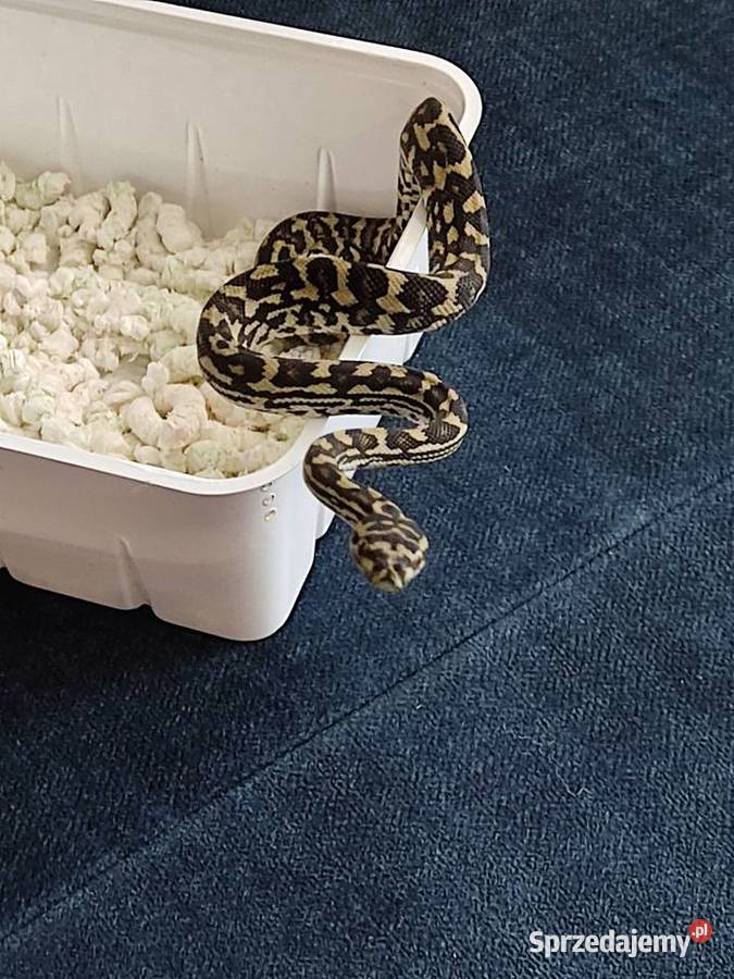 morelia spilota variegata pyton dywanowy samiec Katowice