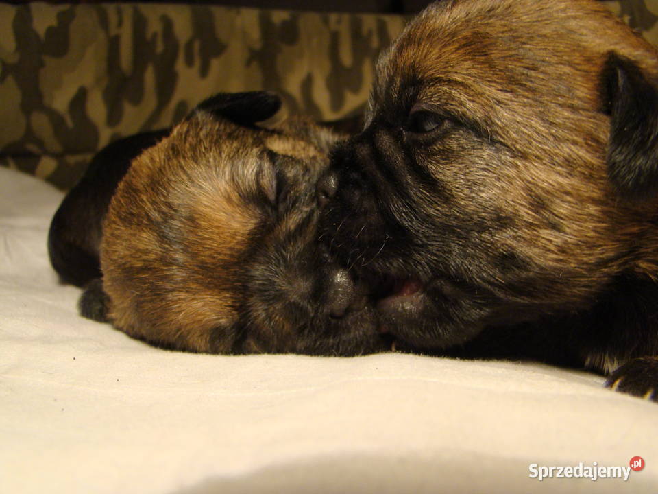 Border Terrier ZKwP FCI szczenięta rezerwacja Brwinów