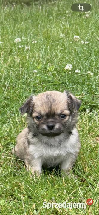 Chihuahua Sosnowiec