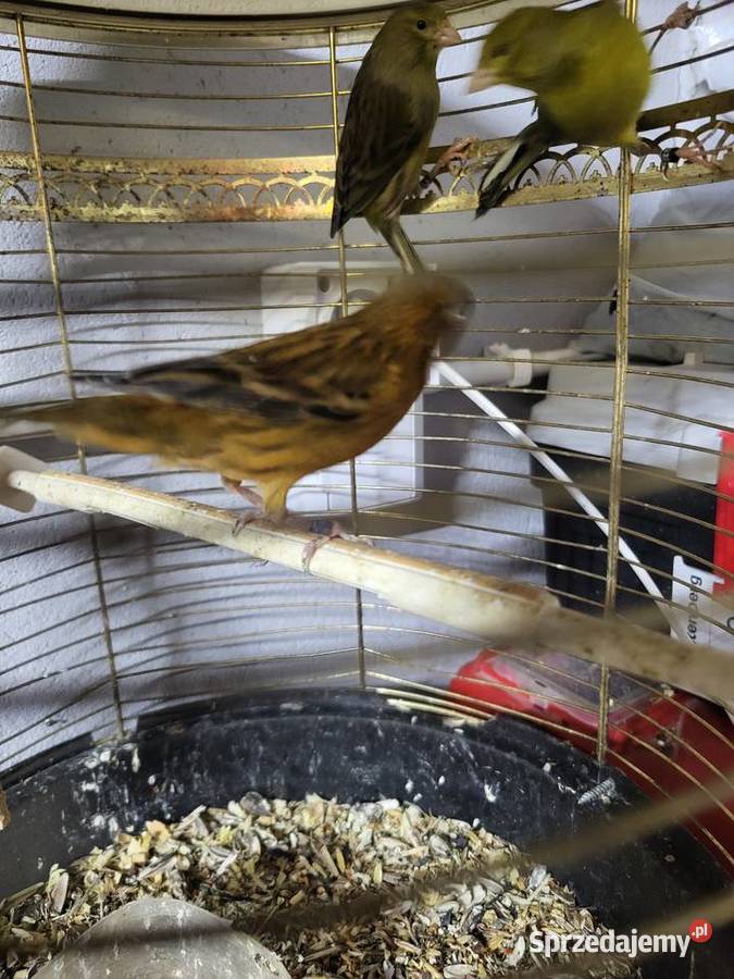 Kanarki hiszpańskie timbradory dolnośląskie