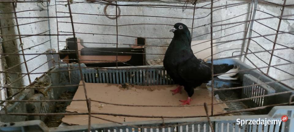 Sprzedam orliki lubelskie Ptaki Ptaki Tokarówka sprzedam