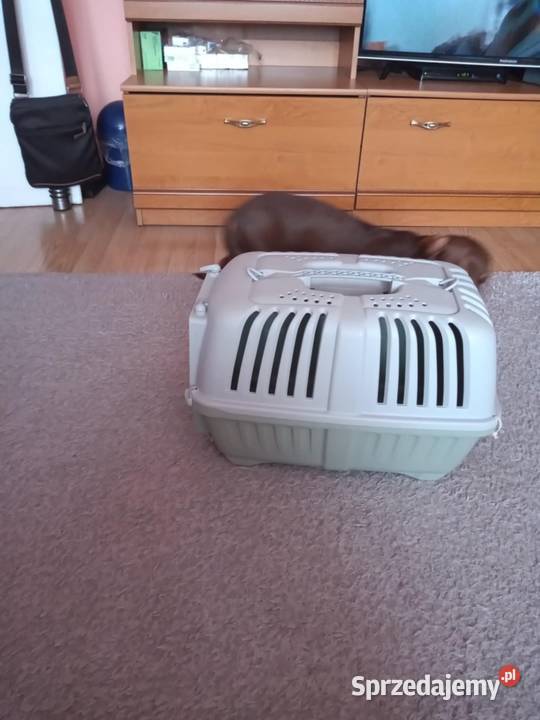 Sprzedam Transporter psa kota Kraków sprzedam