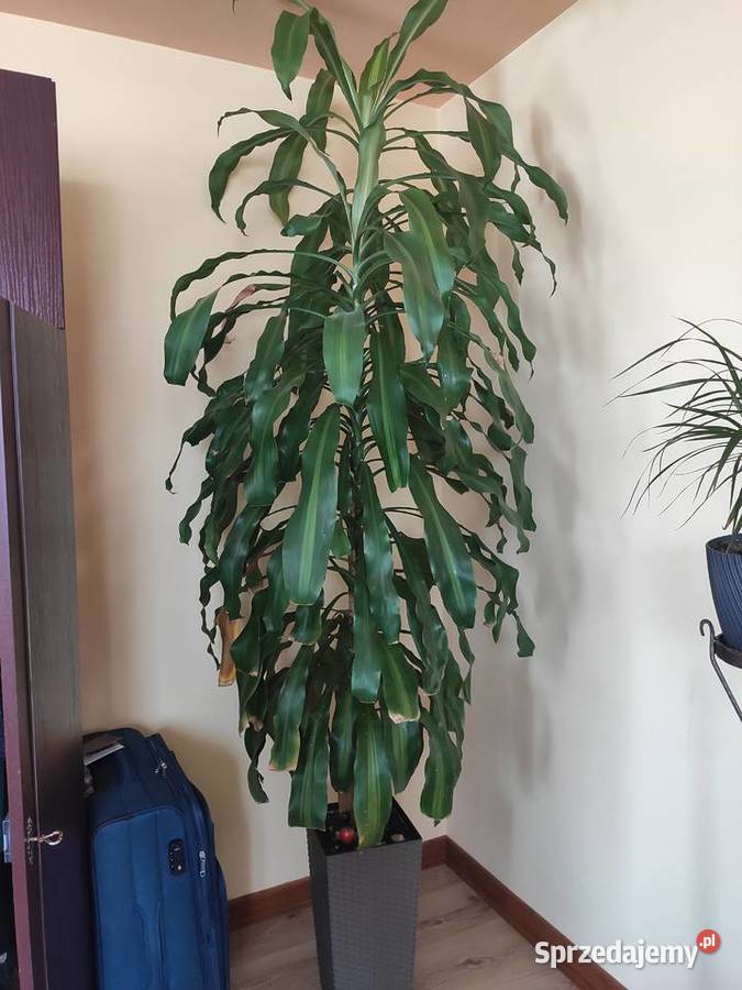 Dracena 2 metry Jasło