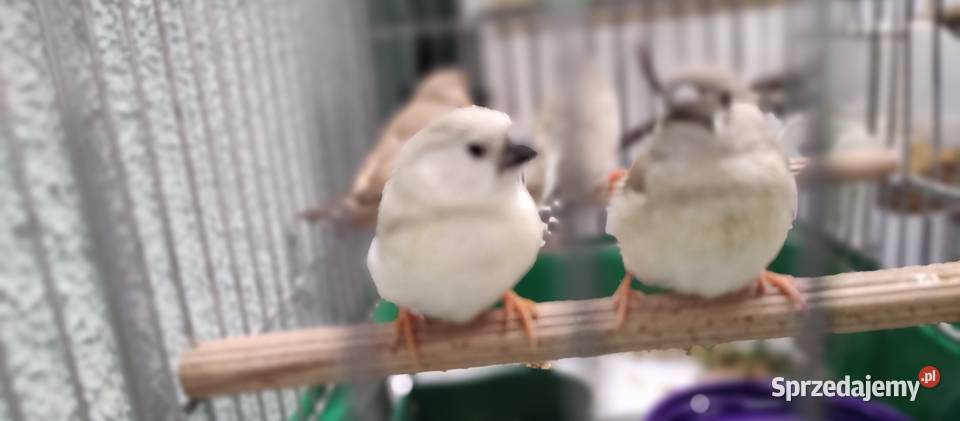 Zeberki amadyny zebrowate młodziutkie małopolskie Tarnów sprzedam