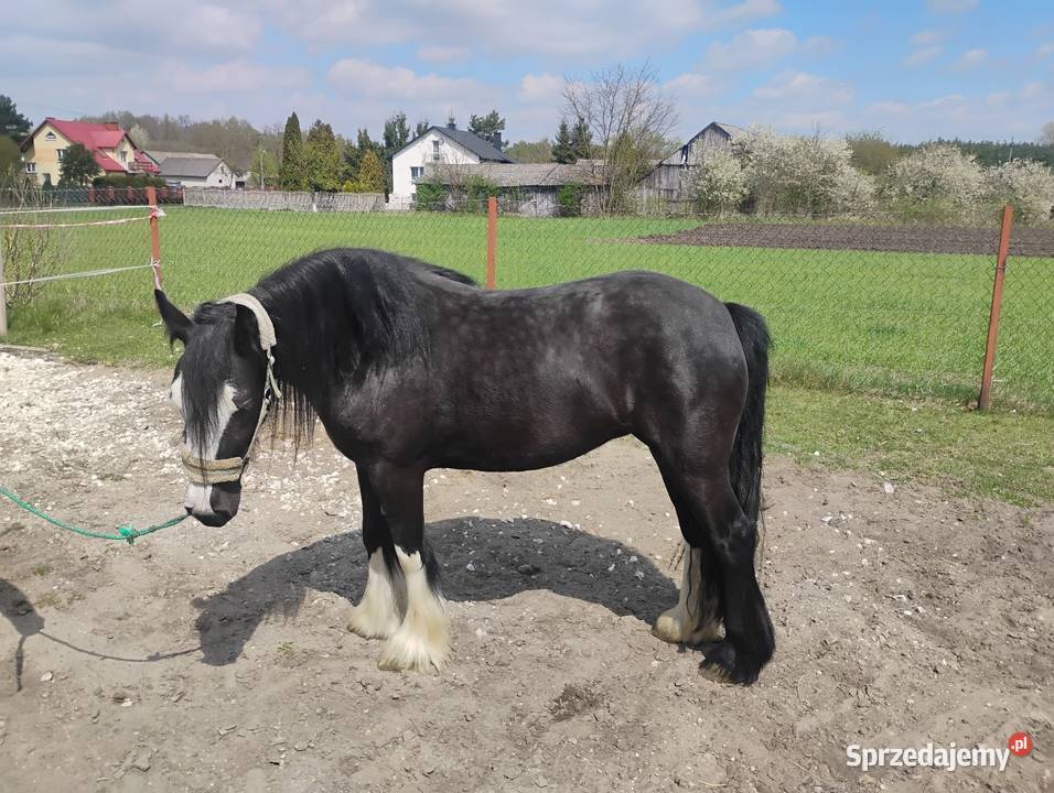 Klacz tinker Konie Chotel Czerwony