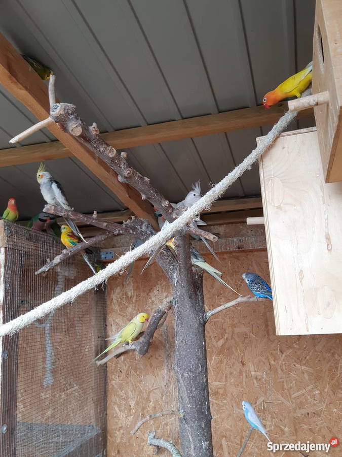 Oratrix barwinka senegalka Trojanów