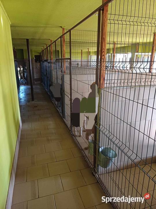 Siedlisko 1 ha dom 120m2 i budynki 700 m2 sprzedam