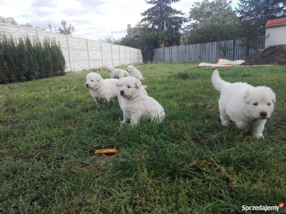 Biały Owczarek Szwajcarski szczeniaki ZKwP FCI
