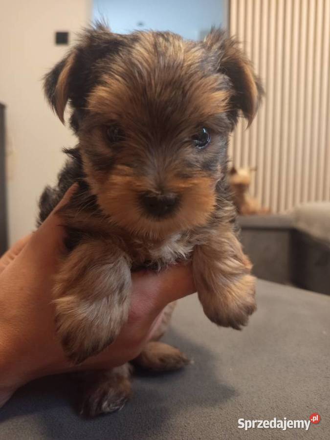 Urocze Yorkshire terrier Miniaturki Łódź