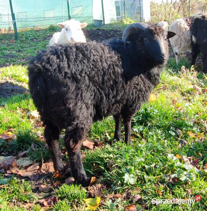 Baran tryk owce Skudde Owce Pilec