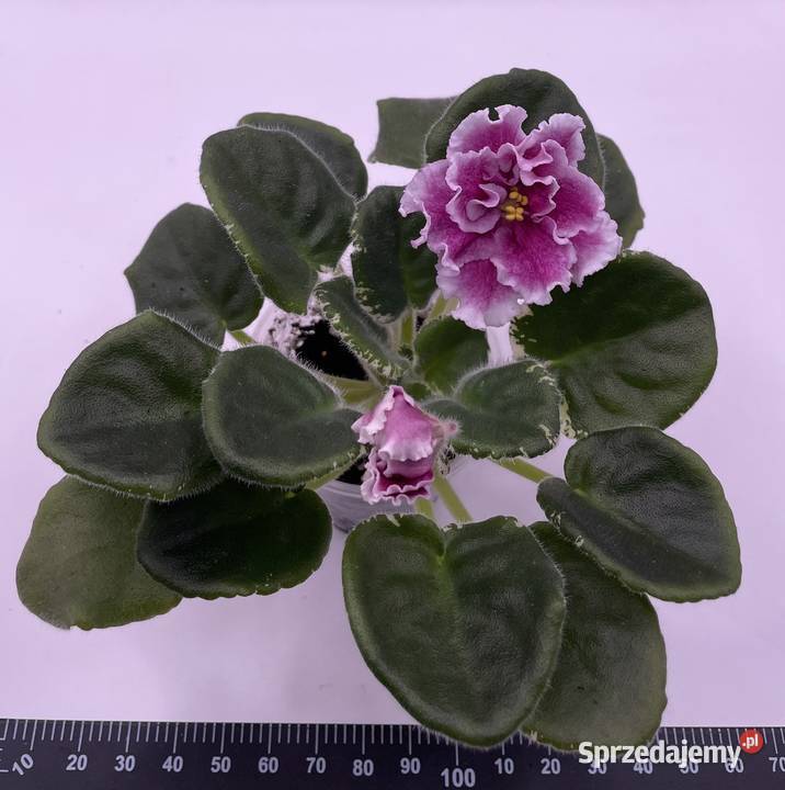 Fiołek afrykański kwitnąca sadzonka świętokrzyskie Jędrzejów