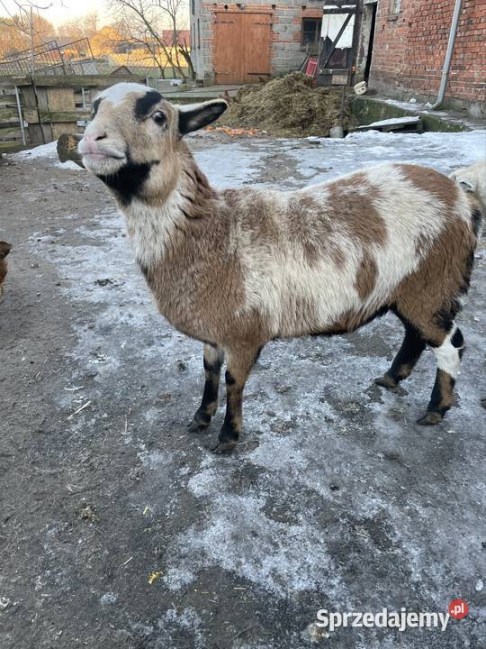 Dwie owieczki kameruńskie Konie wielkopolskie Dobra Nadzieja