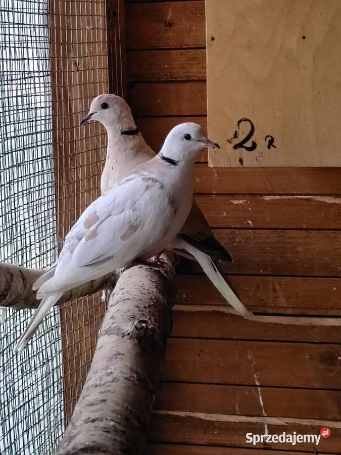 Księżniczki Walii inne papugi Ptaki