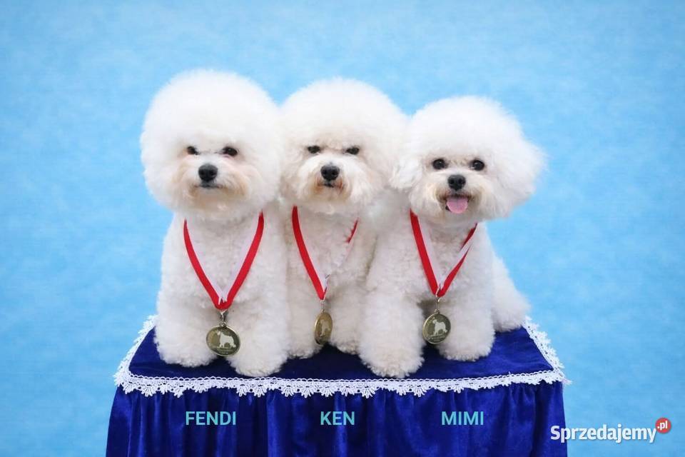 bichon frise szczenięta do odbioru rodowód FCI pomorskie Gdańsk