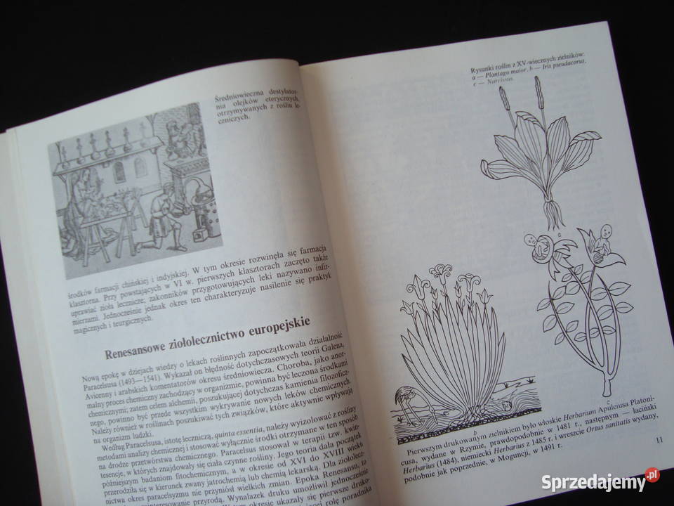 Właściwości lecznicze ziół naturalnych z Tychy