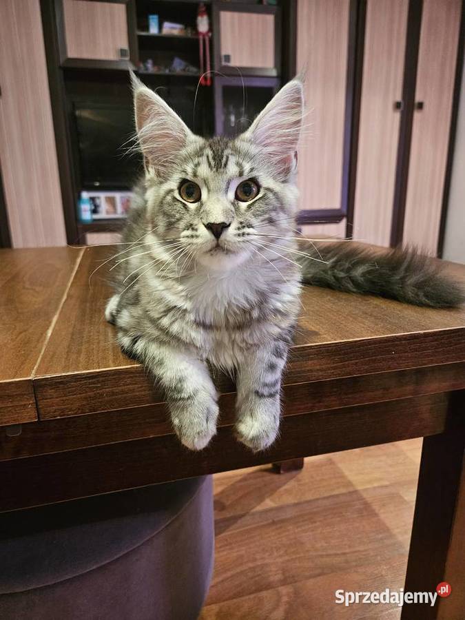 CatsMyLove kociaki Maine Coon Ruda Śląska