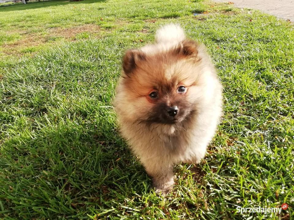 Szpi miniaturowy Pomeranian dolnośląskie Syców
