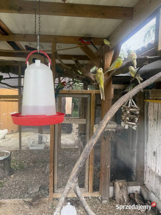 Papugi faliste Niny swiergotki Trawniki