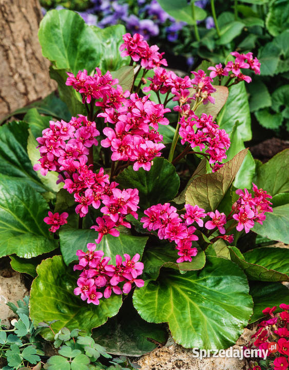 Bergenia sercolistna sadzonki Morąg
