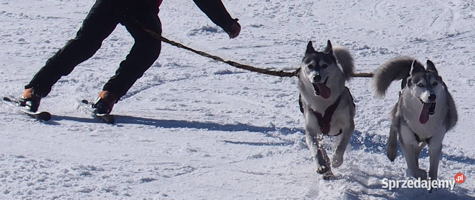 LinaSmycz Amortyzowana Psa do Nart i Roweru Ski Tychy sprzedam
