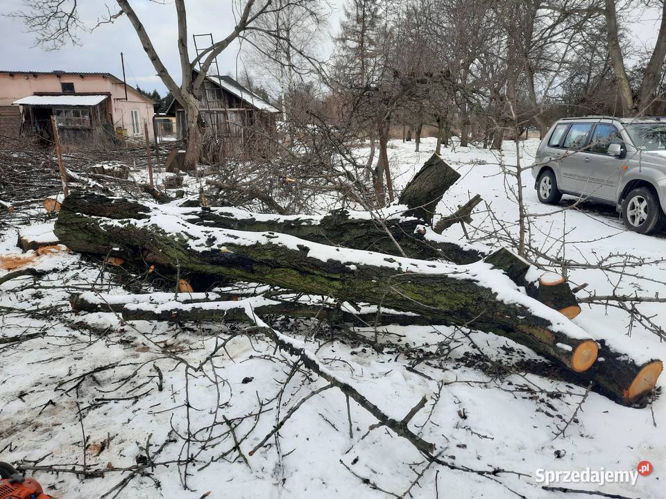 Sprzedam pień czereśni Lublin sprzedam