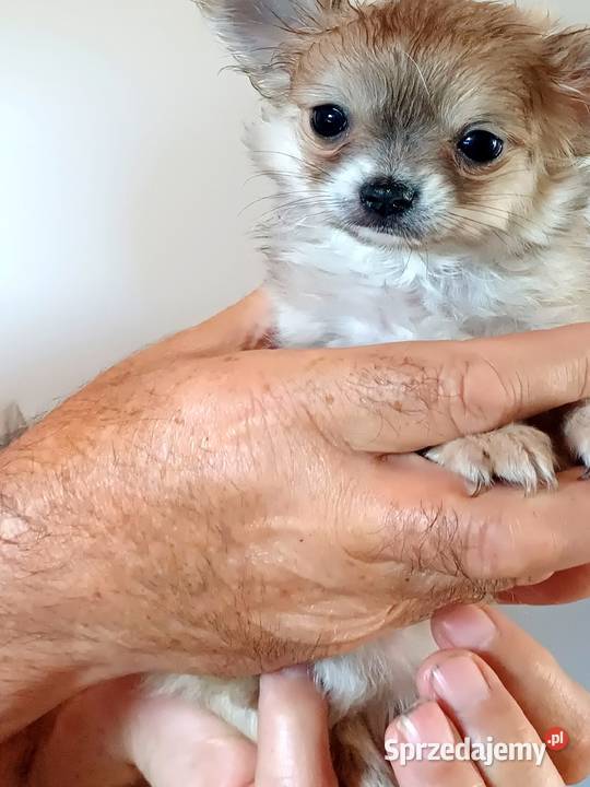 Mini Chihuahua Zgierz sprzedam