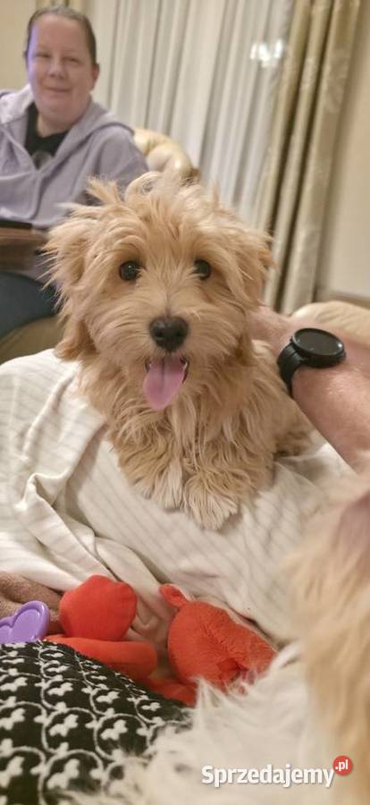 Do odbioru piesek Hawańczyk Championie FCI ZKwP Chrośla