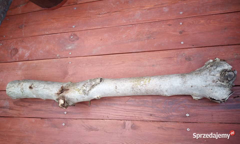 Drewno orzecha 1m75 Gościcino sprzedam