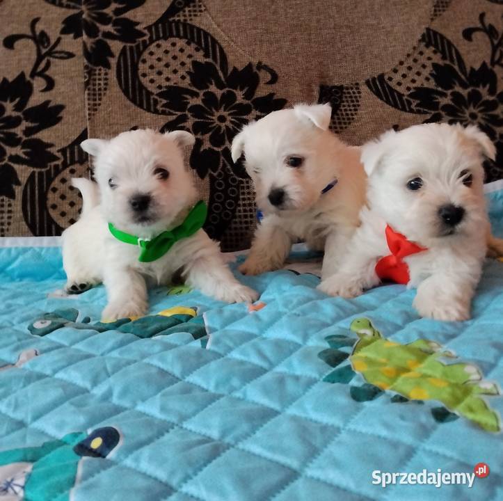 West Highland White Terrier Sokoły